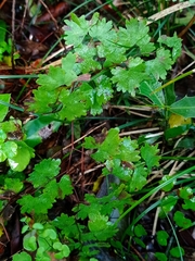 Adiantum digitatum