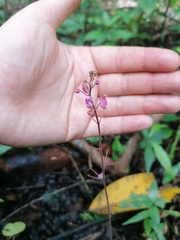 Desmodium incanum