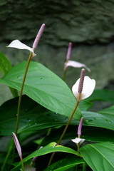 Anthurium amnicola