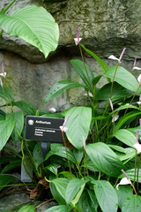 Anthurium amnicola