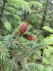 Picea rubens