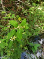 Ludwigia pilosa