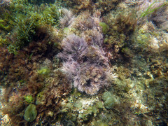 Lithothrix aspergillum