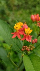 Asclepias curassavica