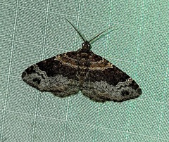 Xanthorhoe ferrugata