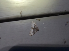 Euphyia intermediata