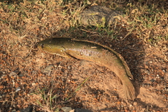 Channa striata