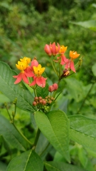 Asclepias curassavica