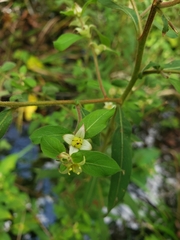 Ludwigia pilosa