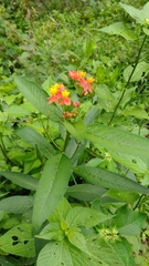 Asclepias curassavica