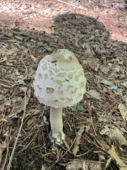 Macrolepiota