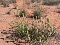 Ptilotus polystachyus