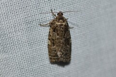 Choristoneura fumiferana