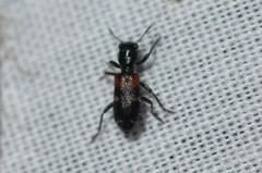 Enoclerus nigrifrons