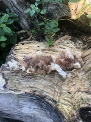 Ductifera pululahuana