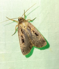 Pseudohermonassa tenuicula