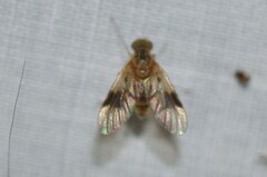 Chrysopilus quadratus