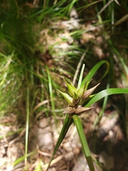 Carex intumescens