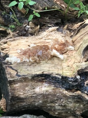 Ductifera pululahuana