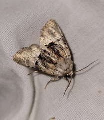 Meropleon diversicolor