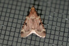 Aglossa costiferalis