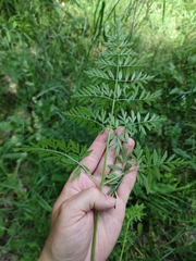 Silphiodaucus prutenicus