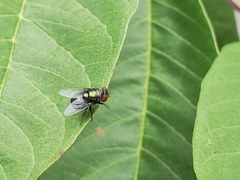 Chrysomya megacephala