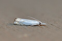 Crambus albellus