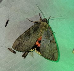 Catocala amatrix