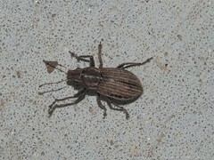 Naupactus leucoloma