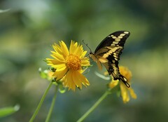 Heraclides cresphontes