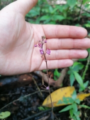 Desmodium incanum
