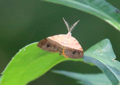 Mellilla xanthometata