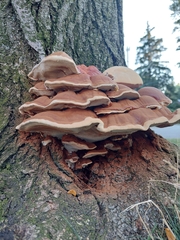 Ganoderma