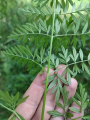 Silphiodaucus prutenicus