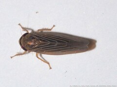 Chlorotettix necopinus