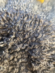 Montanelia tominii
