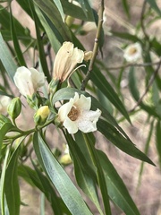 Eremophila