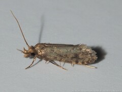 Amydria effrenatella