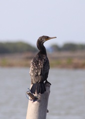 Phalacrocorax fuscicollis