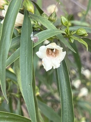 Eremophila