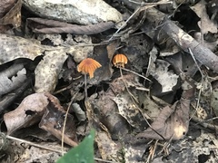 Marasmius fulvoferrugineus