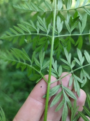 Silphiodaucus prutenicus