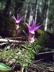 Calypso bulbosa occidentalis