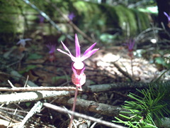 Calypso bulbosa occidentalis