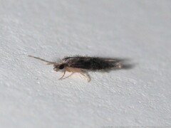 Hydroptilidae