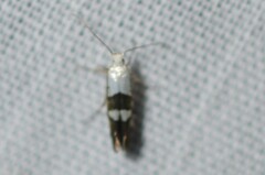 Argyresthia