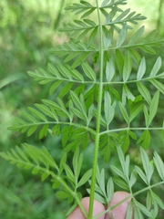 Silphiodaucus prutenicus