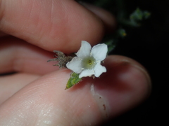 Orianthera spermacocea