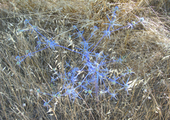 Eryngium creticum